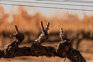 Grape Branch at Andrew Murray Vineyard