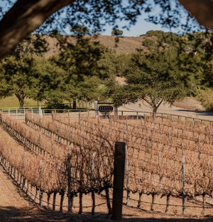 Andrew Murray Vineyard