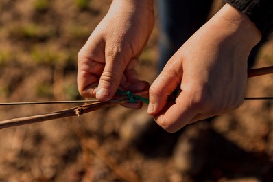 Person working in the Andrew Murray Vineyard